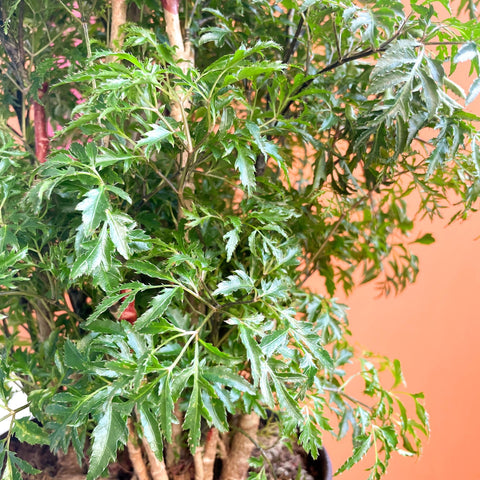 Polyscias fruticosa 'Ming' - Sprouts of Bristol