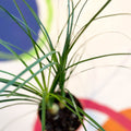Ponytail Palm - Beaucarnea recurvata - Sprouts of Bristol