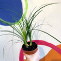 Ponytail Palm - Beaucarnea recurvata - Sprouts of Bristol