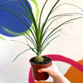 Ponytail Palm - Beaucarnea recurvata - British Grown - Sprouts of Bristol