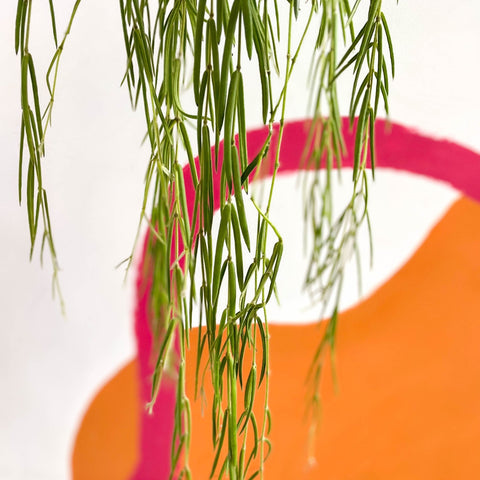 Porcelain Flower - Hoya linearis - Sprouts of Bristol