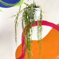 Porcelain Flower - Hoya linearis - Sprouts of Bristol