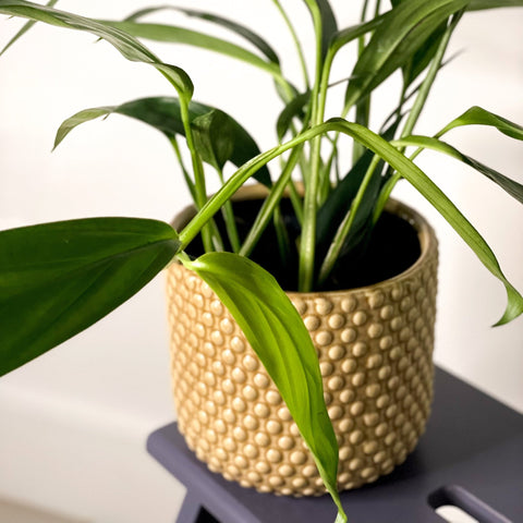 Pothos Amplifolia - Epipremnum amplissimum - Sprouts of Bristol