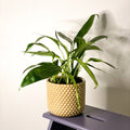 Pothos Amplifolia - Epipremnum amplissimum - Sprouts of Bristol