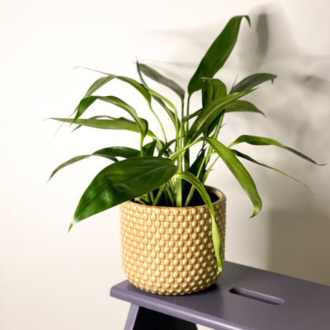 Pothos Amplifolia - Epipremnum amplissimum - Sprouts of Bristol