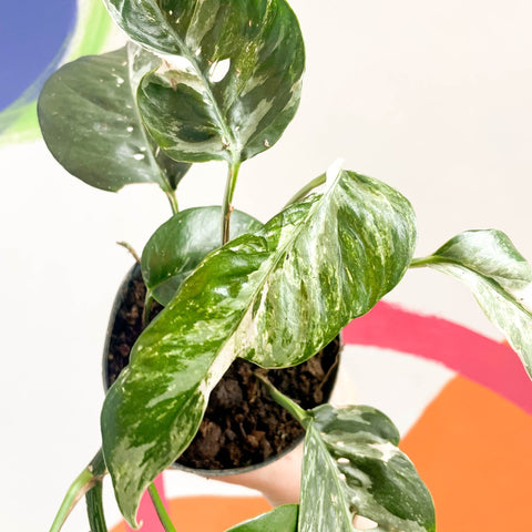 Pothos - Epipremnum pinnatum 'Variegata' - Sprouts of Bristol