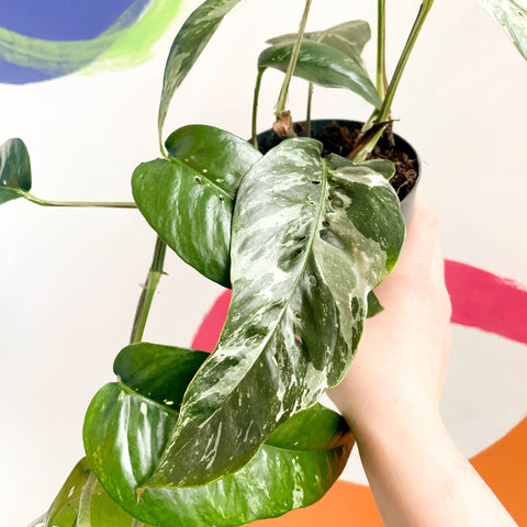 Pothos - Epipremnum pinnatum 'Variegata' - Sprouts of Bristol
