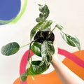 Pothos - Epipremnum pinnatum 'Variegata' - Sprouts of Bristol
