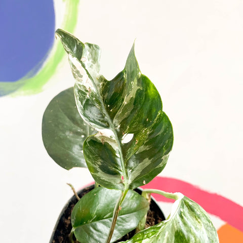 Pothos - Epipremnum pinnatum 'Variegata' - Sprouts of Bristol