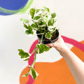 Pothos N Joy - Epipremnum aureum 'Njoy' - Sprouts of Bristol
