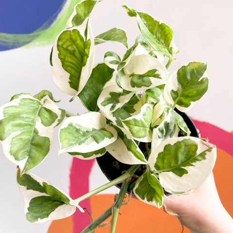 Pothos N Joy - Epipremnum aureum 'Njoy' - Sprouts of Bristol