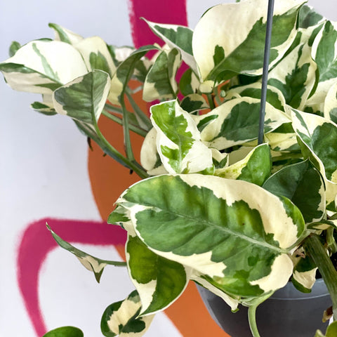 Pothos N Joy - Epipremnum aureum 'Njoy' - Sprouts of Bristol