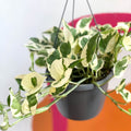 Pothos N Joy - Epipremnum aureum 'Njoy' - Sprouts of Bristol