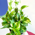 Pothos N Joy Gold- Epipremnum aureum 'N'joy Gold' - Sprouts of Bristol