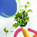 Pothos N Joy Gold- Epipremnum aureum 'N'joy Gold' - Sprouts of Bristol