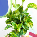 Pothos N Joy Gold- Epipremnum aureum 'N'joy Gold' - Sprouts of Bristol
