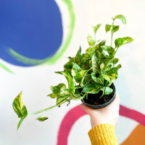 Pothos N Joy Gold- Epipremnum aureum 'N'joy Gold' - Sprouts of Bristol