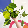 Pothos / Philodendron mix in pot - Sprouts of Bristol
