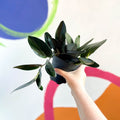 Pothos - Scindapsus treubii ‘Dark Form' - Sprouts of Bristol