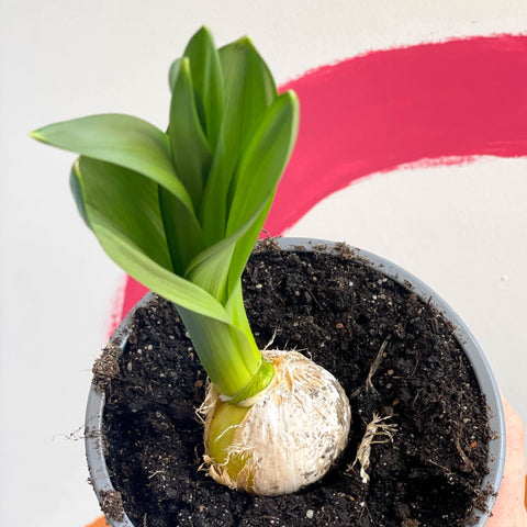 Potted Allium - Sprouts of Bristol