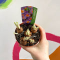 Potted Crocus sieberi ‘Tricolour’ - Sprouts of Bristol