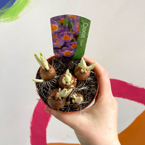Potted Crocus sieberi ‘Tricolour’ - Sprouts of Bristol