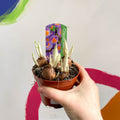 Potted Crocus sieberi ‘Tricolour’ - Sprouts of Bristol
