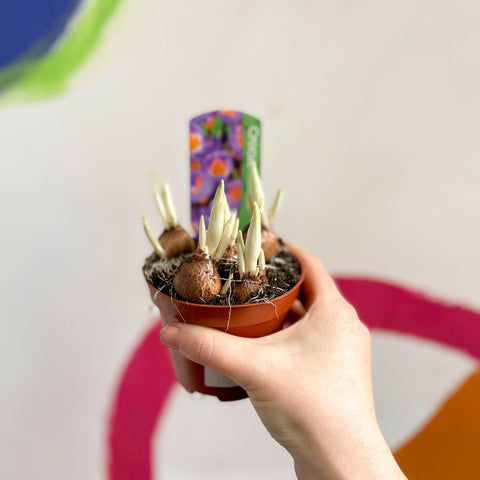 Potted Crocus sieberi ‘Tricolour’ - Sprouts of Bristol