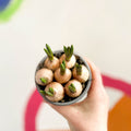 Potted Grape Hyacinth Bulbs - Muscari - Sprouts of Bristol