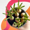 Potted Grape Hyacinth Bulbs - Muscari - Sprouts of Bristol