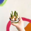 Potted Grape Hyacinth Bulbs - Muscari - Sprouts of Bristol