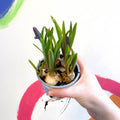 Potted Grape Hyacinth Bulbs - Muscari 'Lindsay' - Sprouts of Bristol