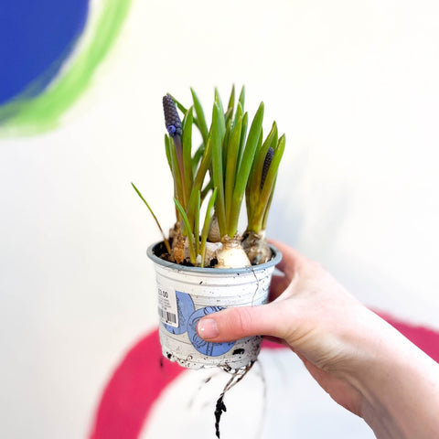 Potted Grape Hyacinth Bulbs - Muscari 'Lindsay' - Sprouts of Bristol