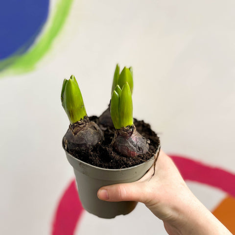 Potted Hyacinthus Bulbs 'Pearl' - Sprouts of Bristol