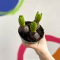 Potted Hyacinthus Bulbs 'Pearl' - Sprouts of Bristol