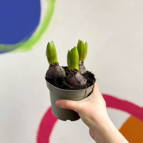 Potted Hyacinthus Bulbs 'Pearl' - Sprouts of Bristol