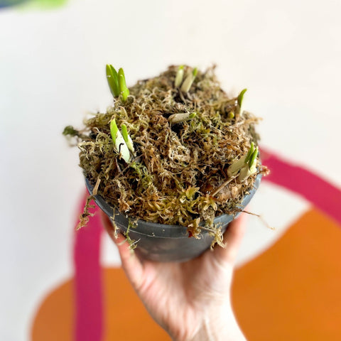 Potted Miniature Daffodil Bulbs - Narcissus 'Tete a Tete' - British Grown - Sprouts of Bristol