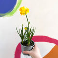 Potted Miniature Daffodil Bulbs - Narcissus 'Tete a Tete' - British Grown - Sprouts of Bristol