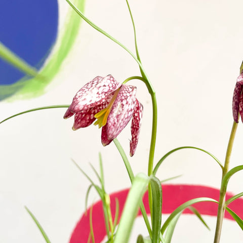 Potted Snake's Head Fritillary Bulbs - Fritillaria meleagris - Sprouts of Bristol