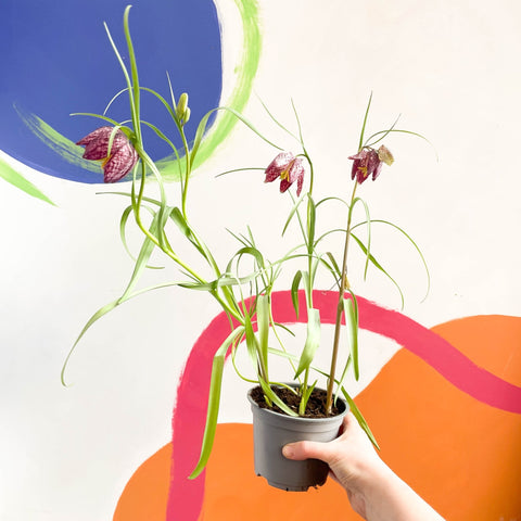 Potted Snake's Head Fritillary Bulbs - Fritillaria meleagris - Sprouts of Bristol