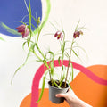 Potted Snake's Head Fritillary Bulbs - Fritillaria meleagris - Sprouts of Bristol