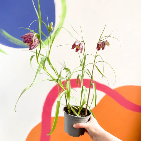Potted Snake's Head Fritillary Bulbs - Fritillaria meleagris - Sprouts of Bristol