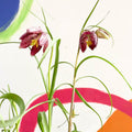 Potted Snake's Head Fritillary Bulbs - Fritillaria meleagris - Sprouts of Bristol