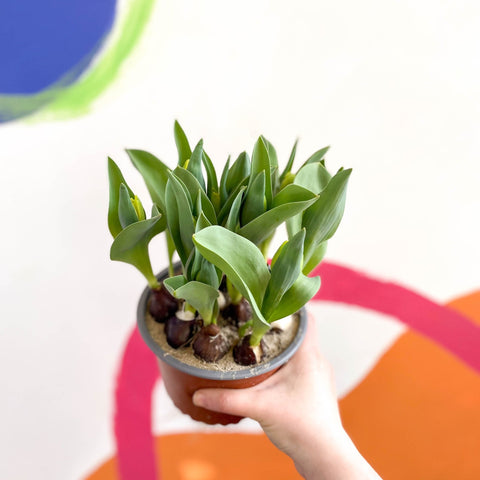 Potted Tulip Bulbs - Tulipa - Sprouts of Bristol