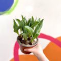 Potted Tulip Bulbs - Tulipa - Sprouts of Bristol