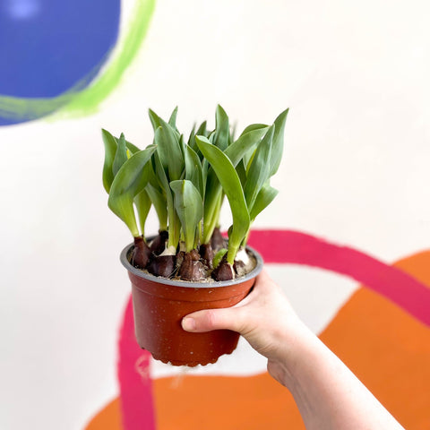 Potted Tulip Bulbs - Tulipa - Sprouts of Bristol