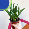 Potted Tulip Bulbs - Tulipa 'Columbus' Welsh Grown - Sprouts of Bristol