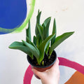 Potted Tulip Bulbs - Tulipa 'Columbus' Welsh Grown - Sprouts of Bristol