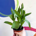 Potted Tulip Bulbs - Tulipa 'New Santa' Welsh Grown - Sprouts of Bristol