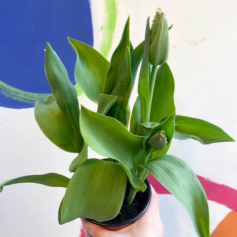 Potted Tulip Bulbs - Tulipa 'New Santa' Welsh Grown - Sprouts of Bristol